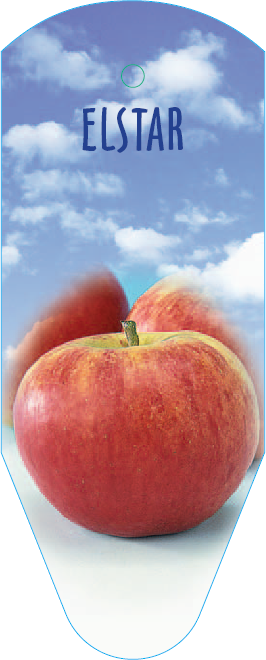 Elstar Apple Variety from Coronet Miniature Apple Trees Ireland