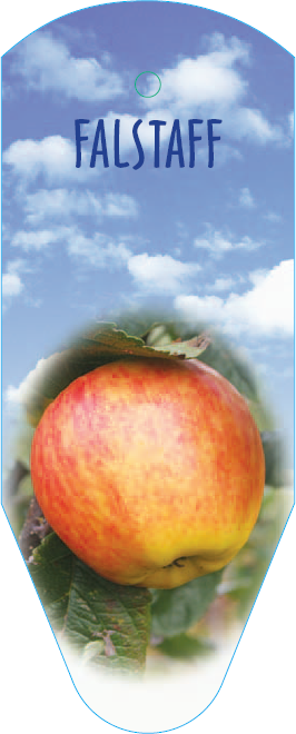 Falstaff Apple Variety from Coronet Apple Trees